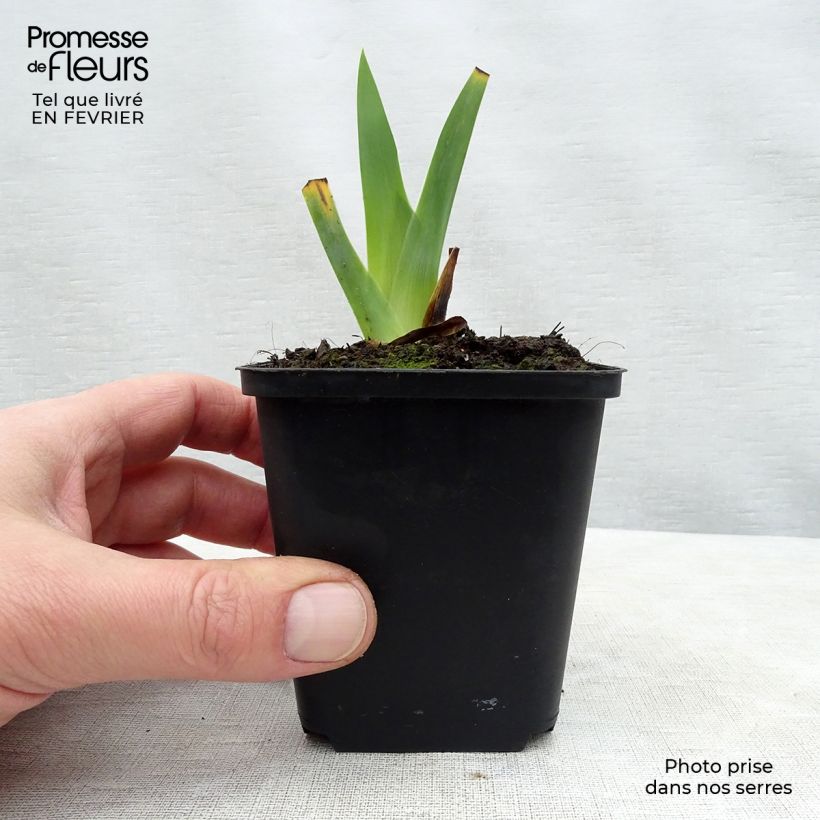 Iris germanica Obsidian Maceta de 8/9 cm Ejemplar entregado en invierno