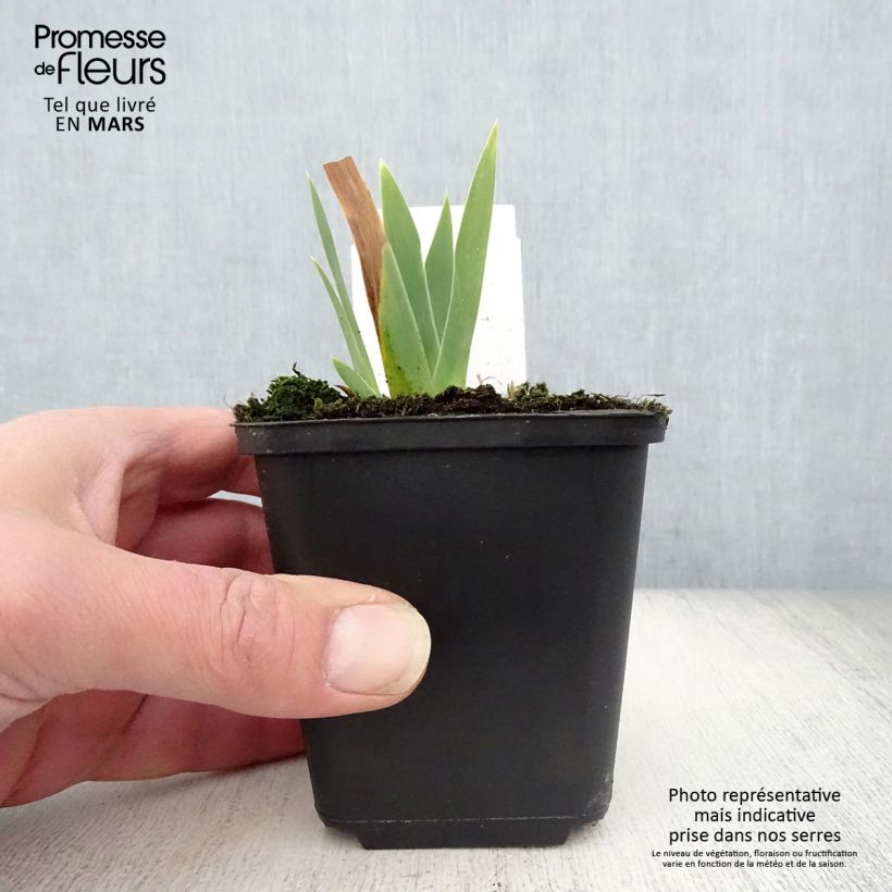 Iris germanica Ola Kala Maceta de 8/9 cm Ejemplar entregado en la primavera