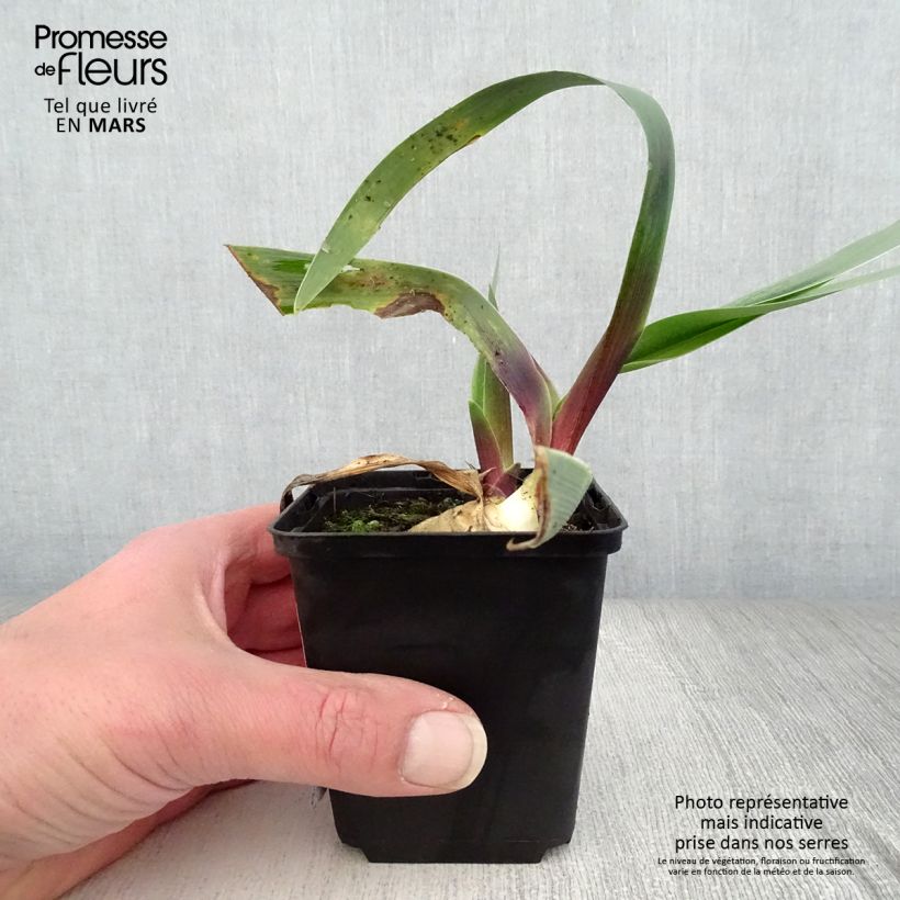 Iris germanica Ominous Stranger Maceta de 8/9 cm Ejemplar entregado en la primavera