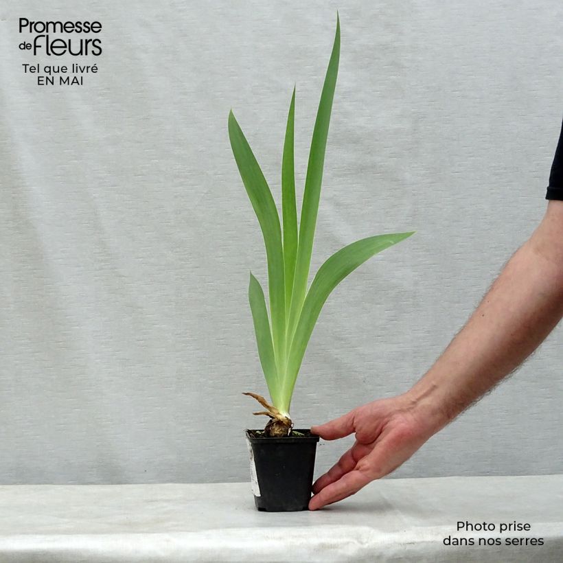 Iris germanica Patina Maceta de 8/9 cm Ejemplar entregado en la primavera