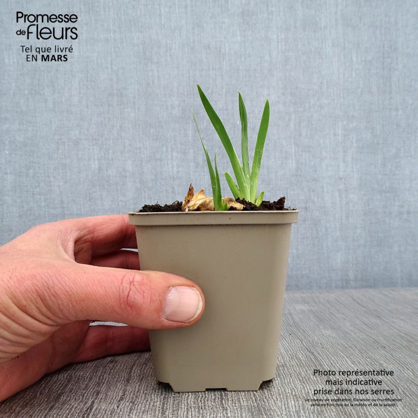 Iris germanica Plaisantin Maceta de 8/9 cm Ejemplar entregado en invierno