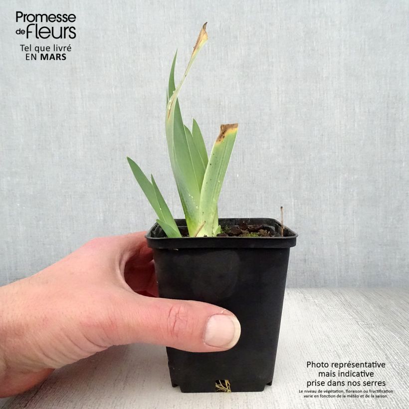 Iris germanica Raspberry Silk Maceta de 8/9 cm Ejemplar entregado en la primavera