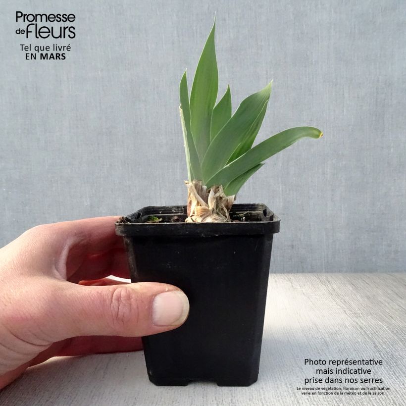 Iris germanica Red Orchid Maceta de 8/9 cm Ejemplar entregado en la primavera