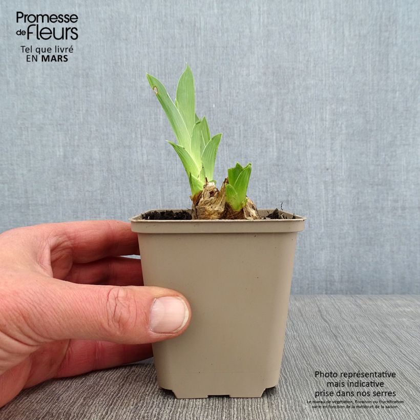 Iris germanica Red Orchid Maceta de 8/9 cm Ejemplar entregado en invierno