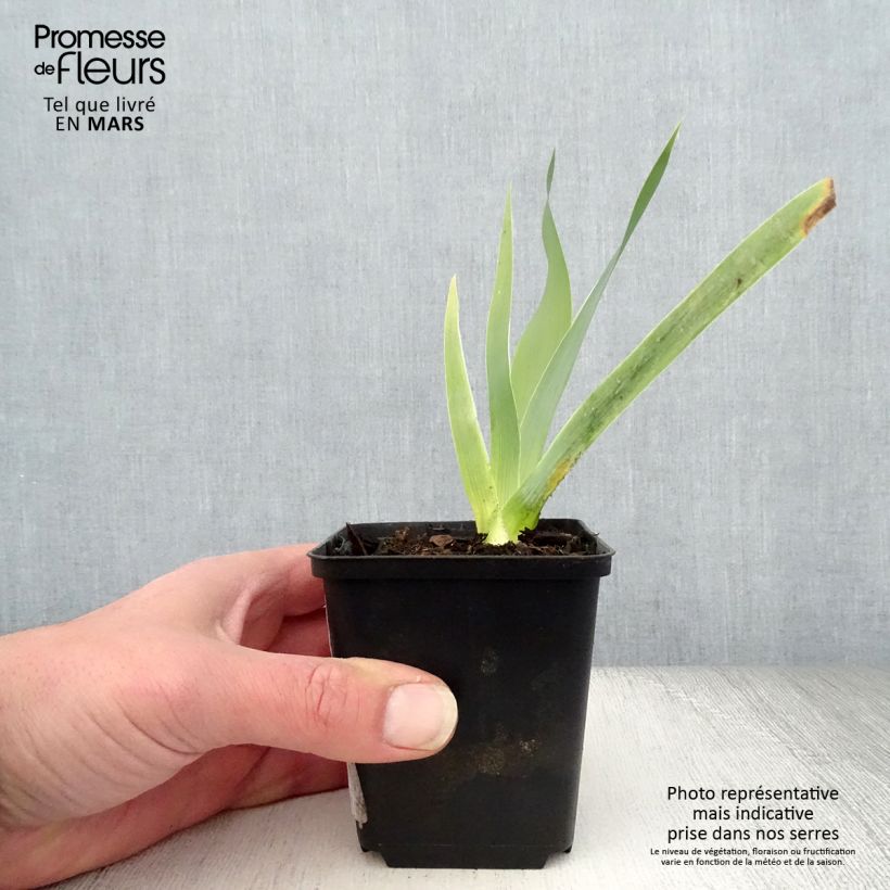 Iris germanica Robe du soir Maceta de 8/9 cm Ejemplar entregado en la primavera
