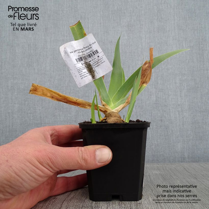 Iris germanica Robe du soir Maceta de 8/9 cm Ejemplar entregado en invierno