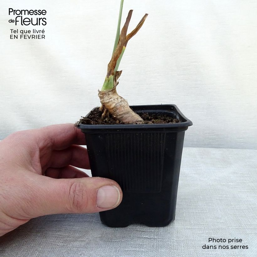 Iris germanica Rosalie Figge Maceta de 8/9 cm Ejemplar entregado en invierno