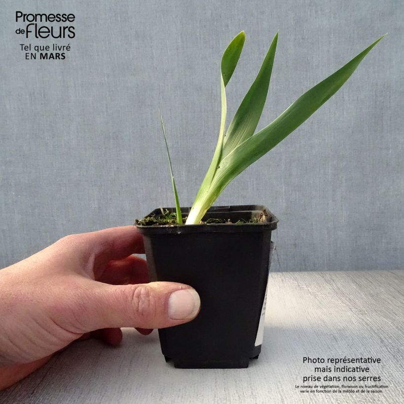 Iris germanica Rouge de Plaisir Rizoma, calibre 10/15, calidad extra Ejemplar entregado en la primavera