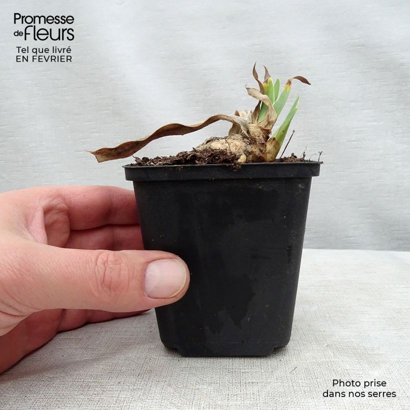 Iris germanica Shah Jehan Maceta de 8/9 cm Ejemplar entregado en invierno