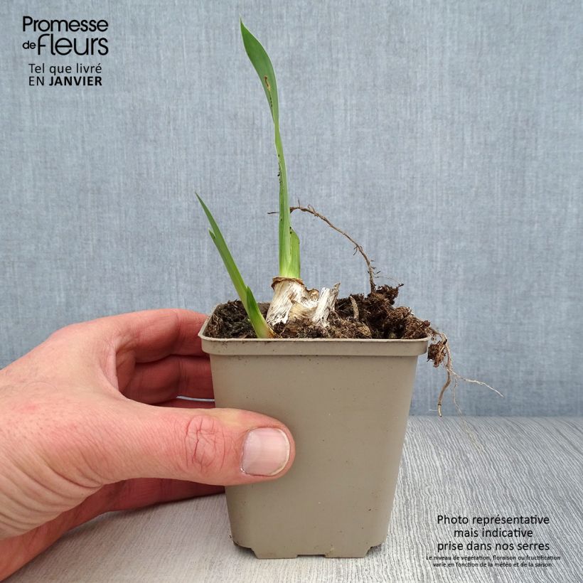 Iris germanica Siva Siva Maceta de 8/9 cm Ejemplar entregado en invierno