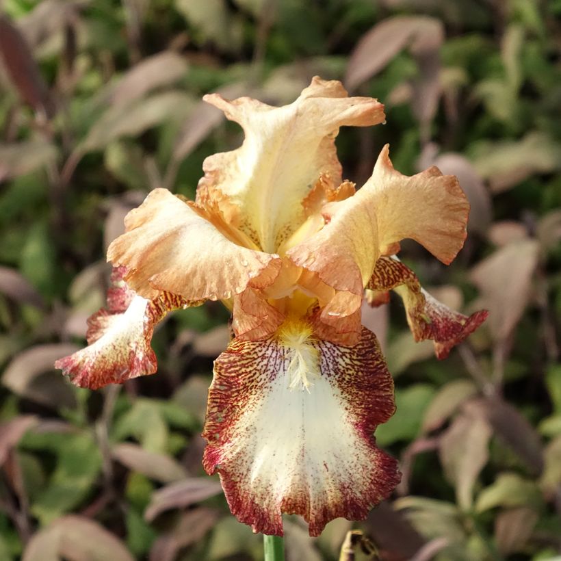 Iris germanica Siva Siva (Floración)