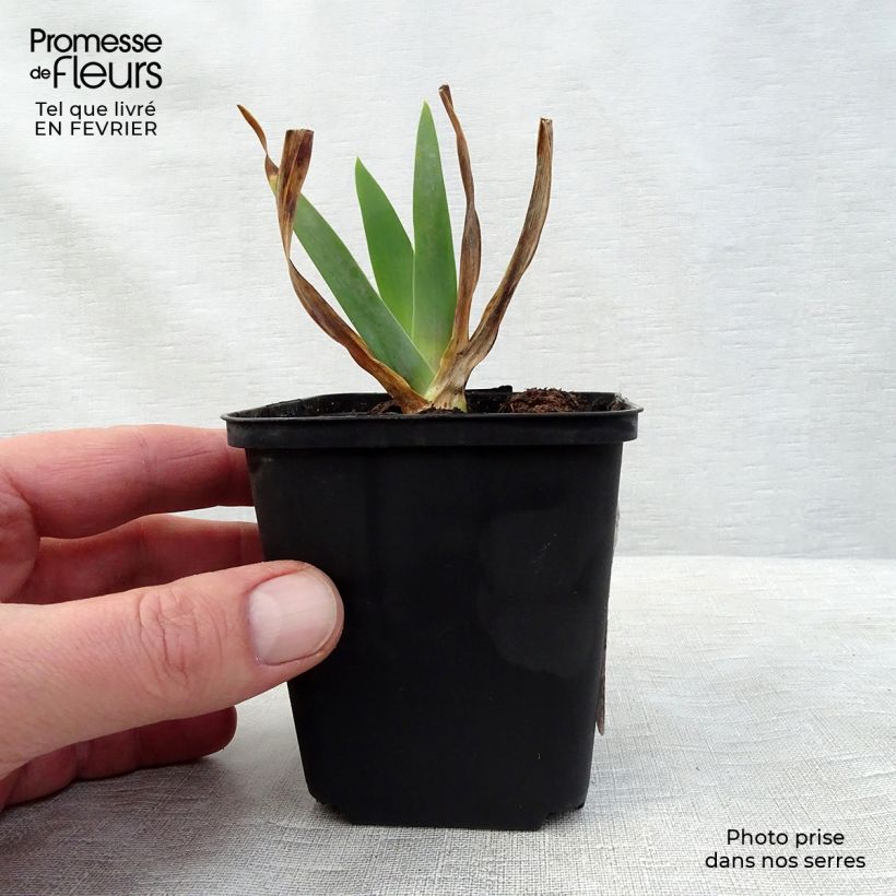 Iris germanica Smiling Faces Maceta de 8/9 cm Ejemplar entregado en invierno