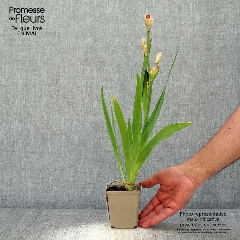 Iris germanica Sorbet Fraise Maceta de 8/9 cm Ejemplar entregado en la primavera