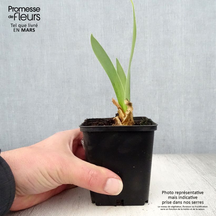 Iris germanica Sorcellerie Maceta de 8/9 cm Ejemplar entregado en la primavera
