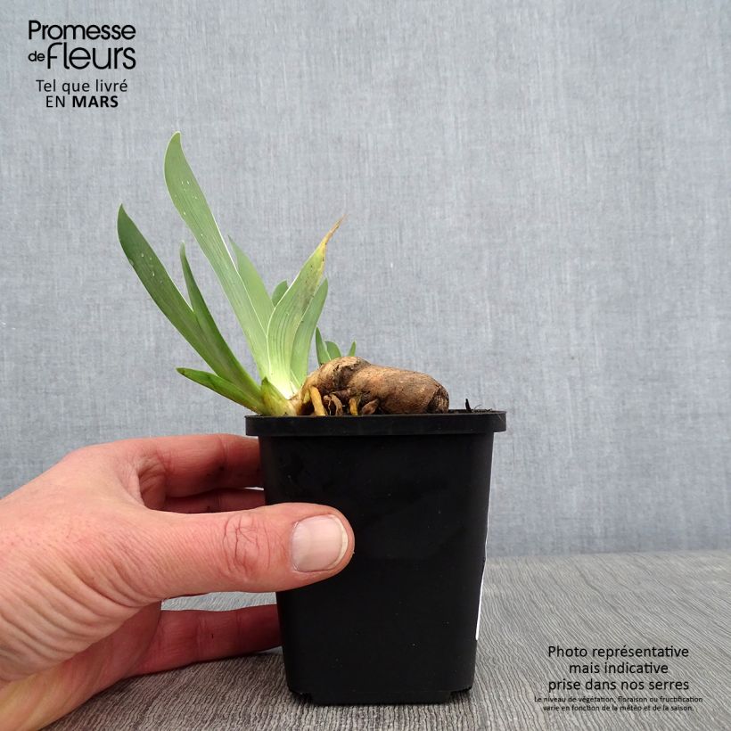 Iris germanica Sorcellerie Maceta de 8/9 cm Ejemplar entregado en invierno