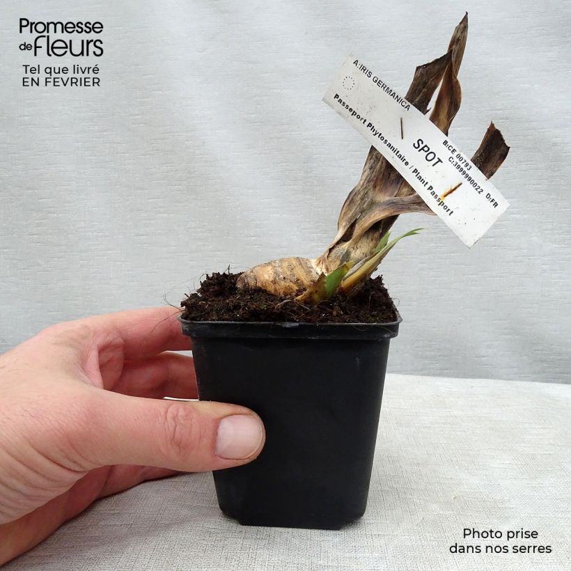 Iris germanica Spot Maceta de 8/9 cm Ejemplar entregado en invierno