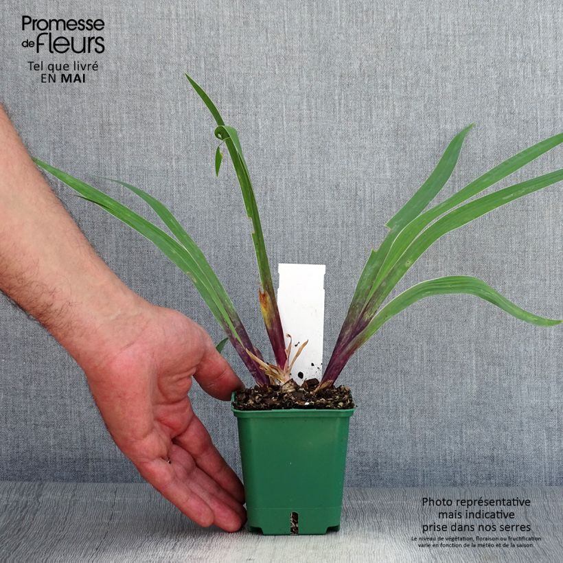 Iris germanica Stellata Maceta de 8/9 cm Ejemplar entregado en la primavera