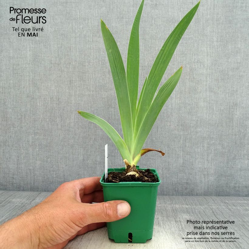 Iris germanica Sultan's Palace Maceta de 8/9 cm Ejemplar entregado en la primavera