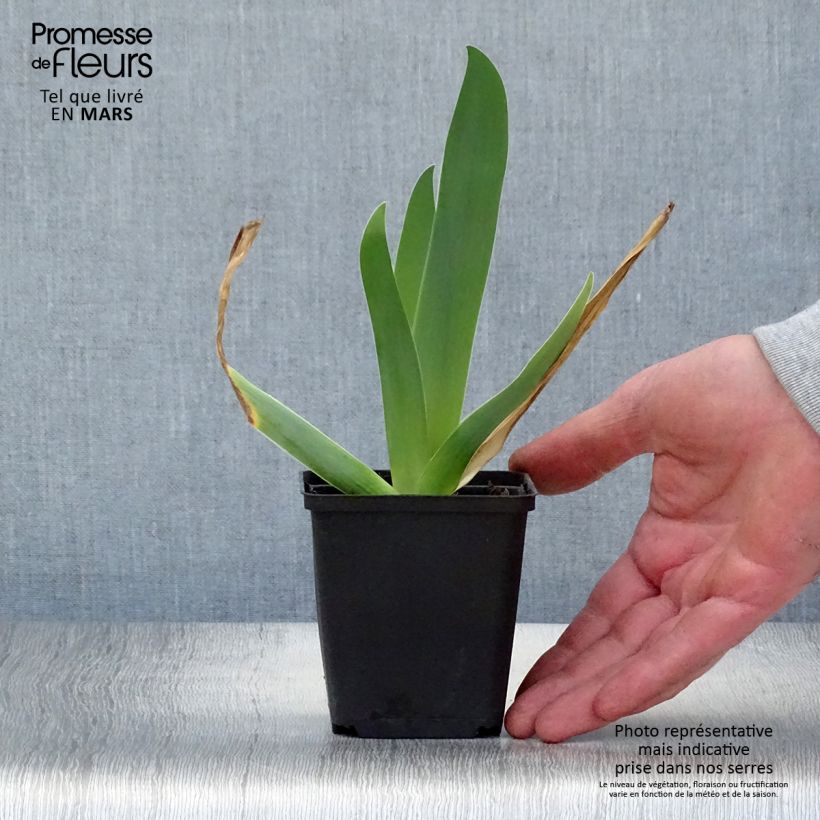 Iris germanica Sur la plage Maceta de 8/9 cm Ejemplar entregado en la primavera