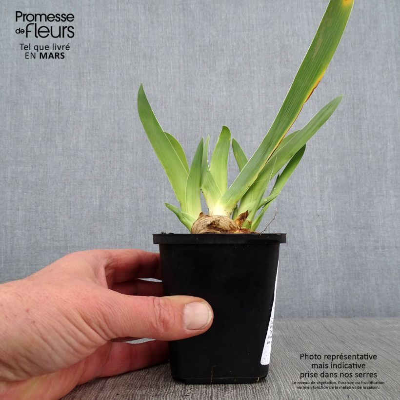 Iris germanica Sur la plage Maceta de 8/9 cm Ejemplar entregado en invierno