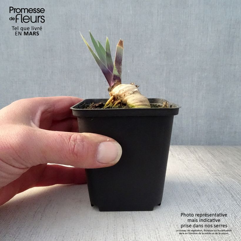 Iris germanica Thornbird Maceta de 8/9 cm Ejemplar entregado en la primavera