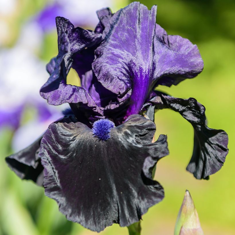 Iris germanica Tuxedo (Floración)
