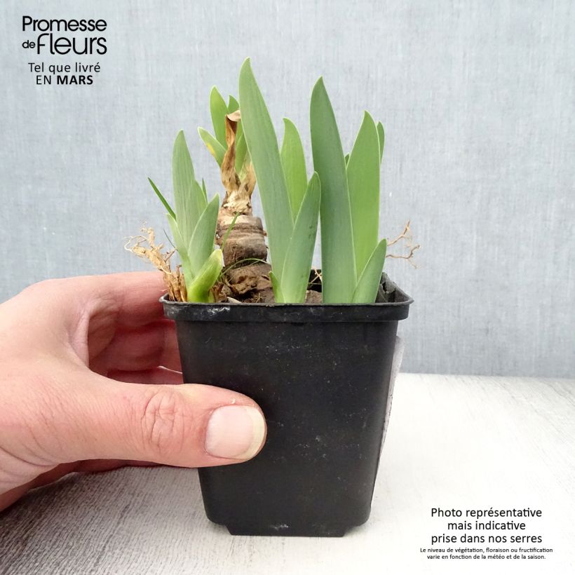 Iris germanica Urluberlu Maceta de 8/9 cm Ejemplar entregado en la primavera