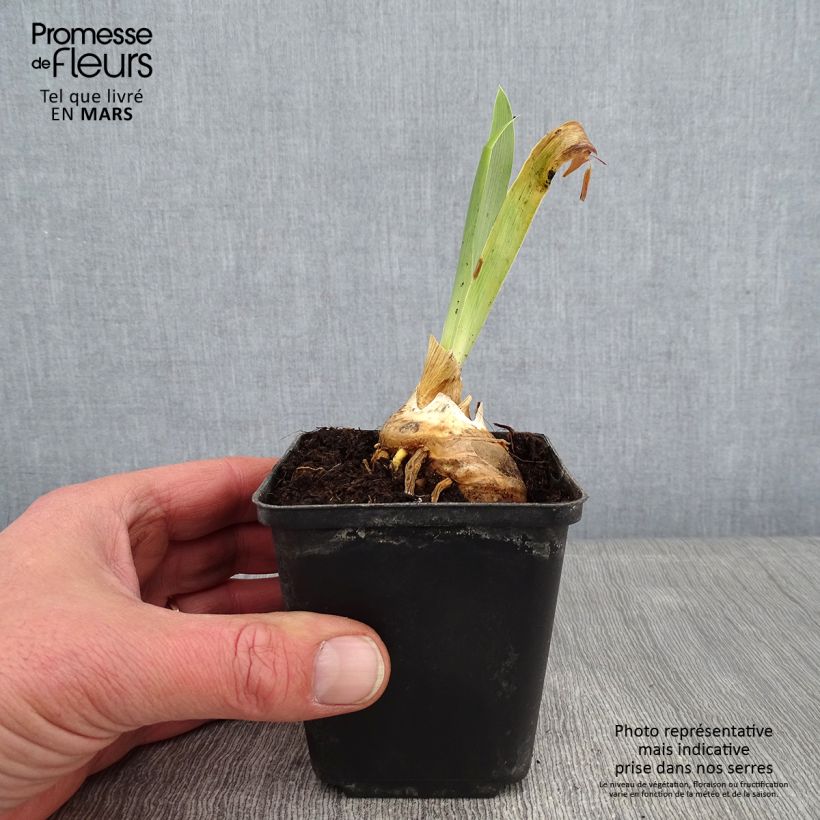 Iris germanica Virgule Maceta de 8/9 cm Ejemplar entregado en invierno