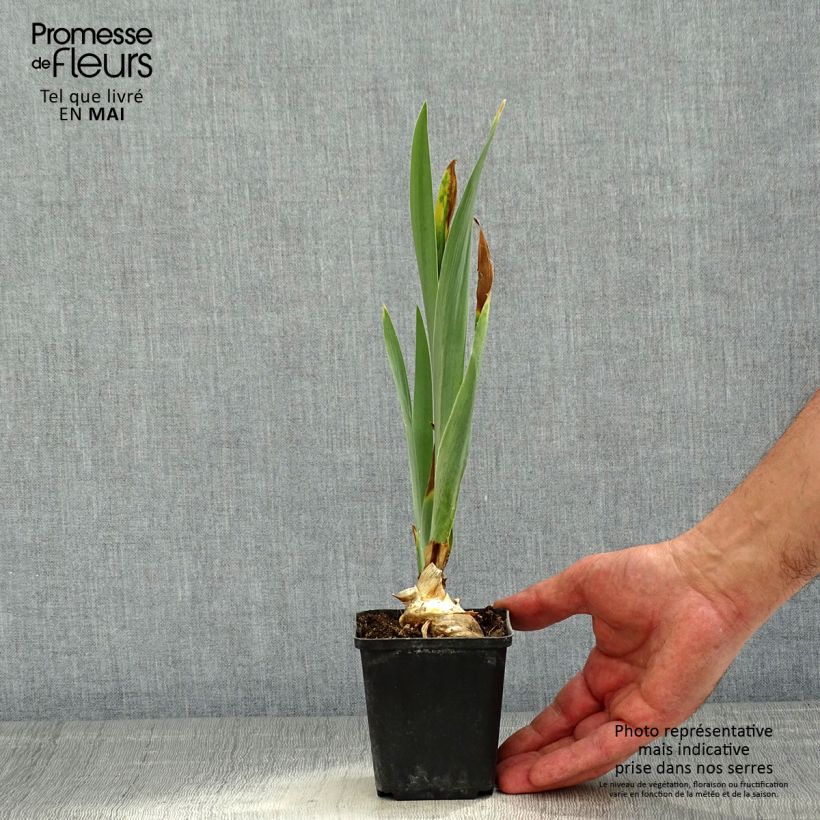 Iris germanica Virgule Maceta de 8/9 cm Ejemplar entregado en la primavera