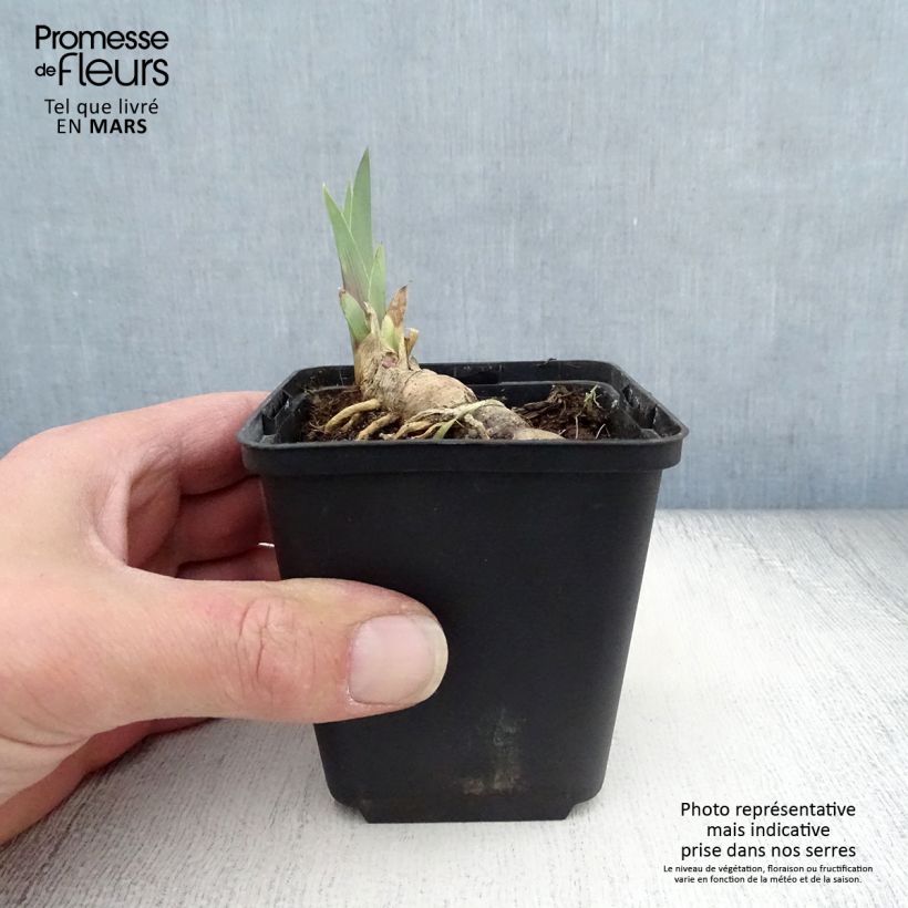 Iris germanica Vitafire Maceta de 8/9 cm Ejemplar entregado en la primavera