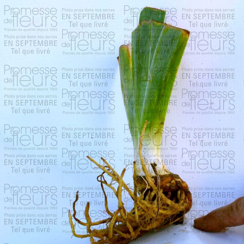 Ejemplo de ejemplar de Iris germanica Wild Frontier Maceta de 8/9 cm tal y como se entrega