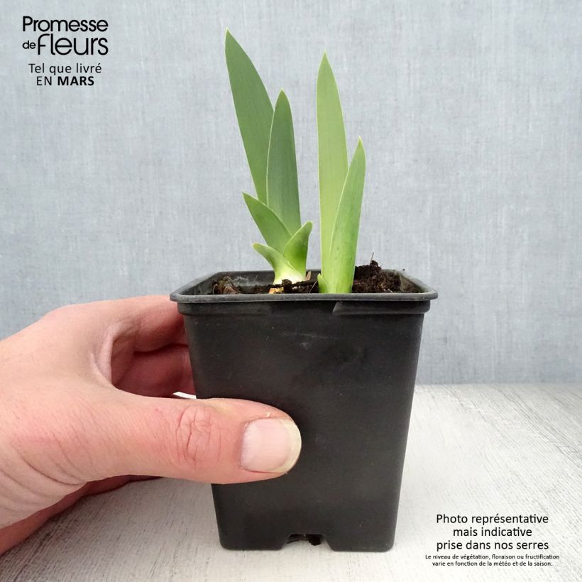 Iris germanica Yaquina Blue Maceta de 8/9 cm Ejemplar entregado en la primavera