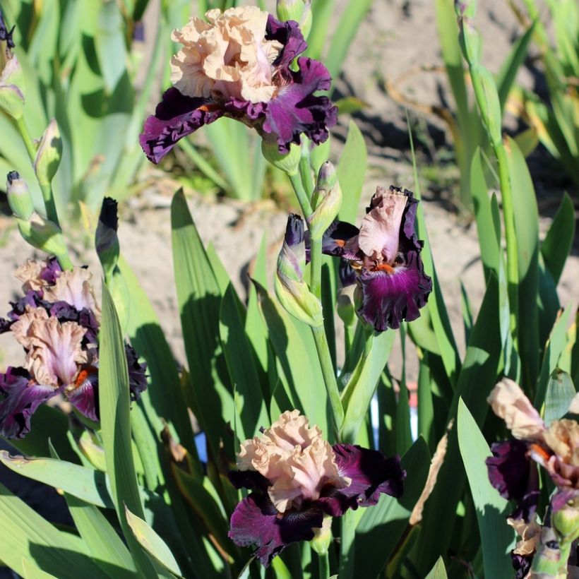 Iris germanica Sacrée Gralée (Porte)