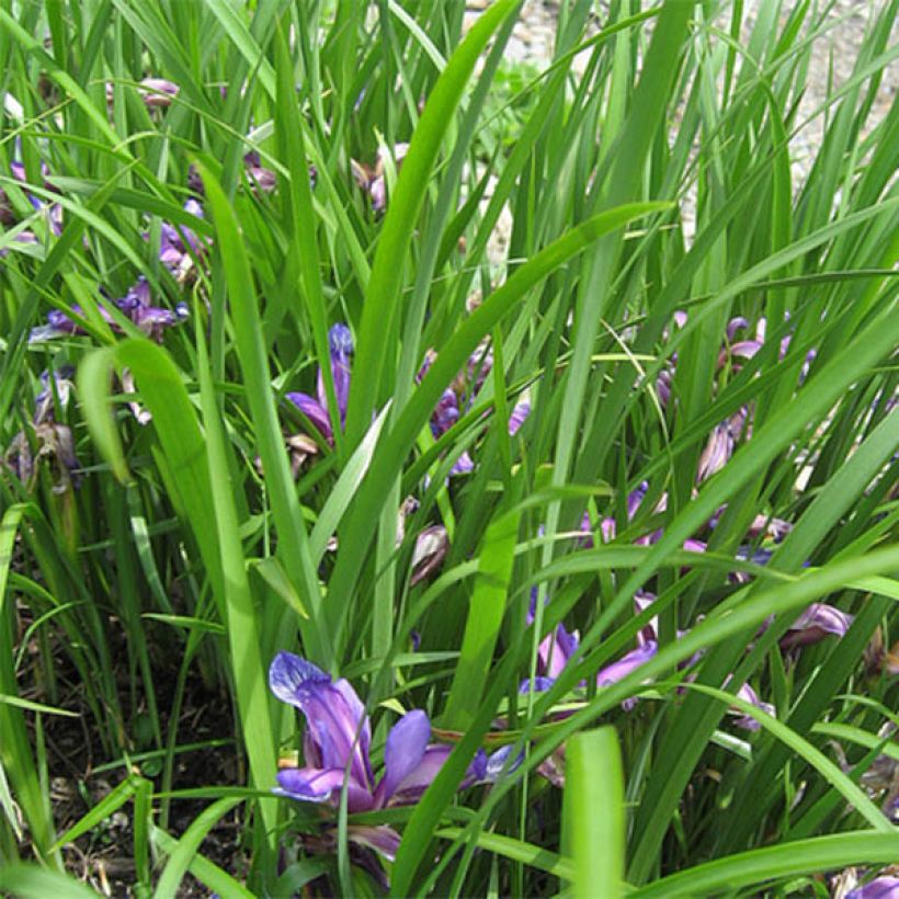 Iris graminea (Follaje)