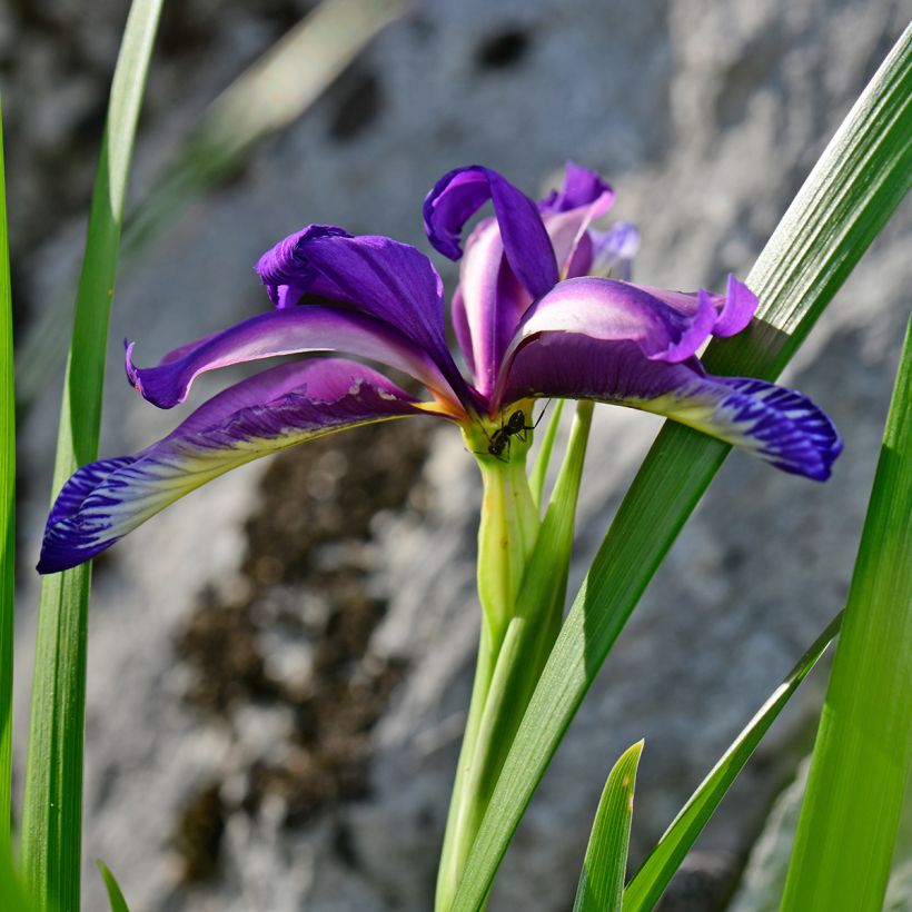 Iris graminea (Floración)