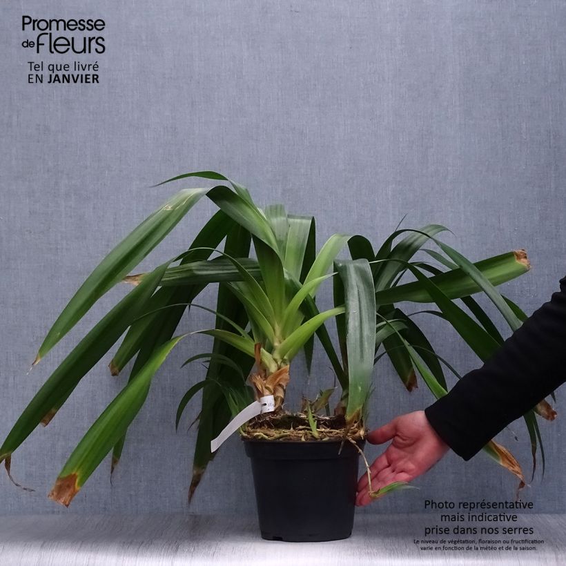 Iris japonica - Lirio japonés Maceta 2L/3L Ejemplar entregado en invierno