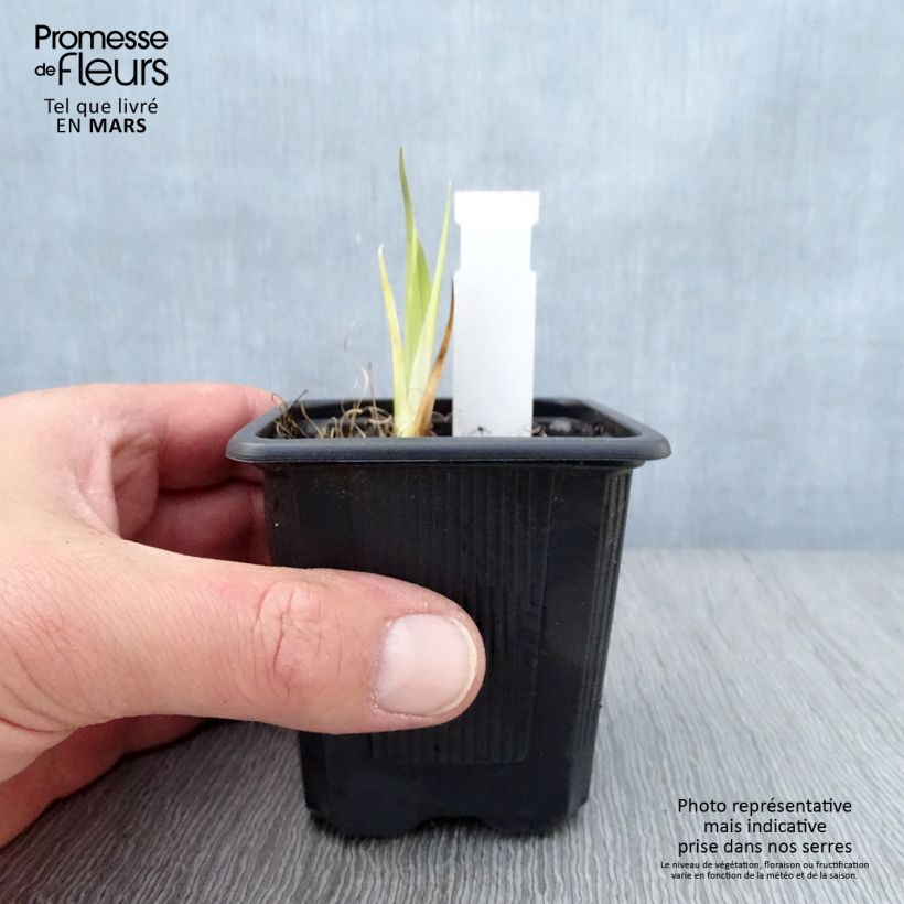 Iris laevigata - Iris de oreja de conejo Maceta de 8/9 cm Ejemplar entregado en la primavera