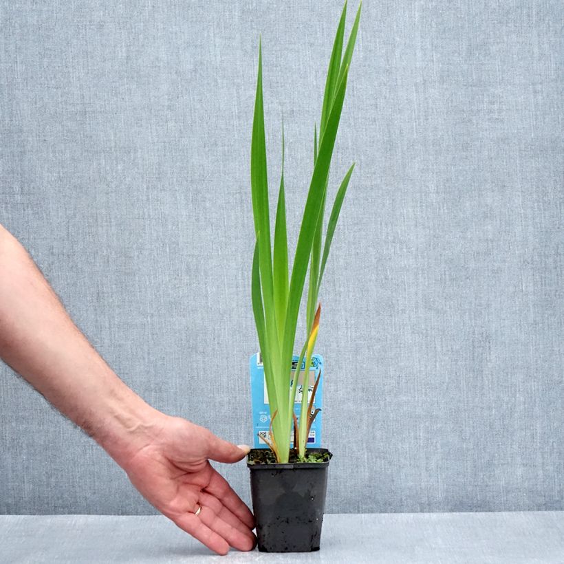 Iris laevigata Mottled Beauty - Iris de oreja de conejo Maceta de 8/9 cm Ejemplar entregado en la primavera