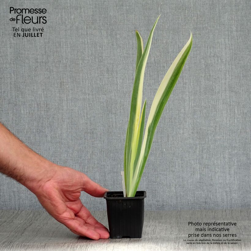 Ejemplar de Iris pallida Variegata - Iris pâle panaché de jaune. Godet de 8/9 cm entregado en verano