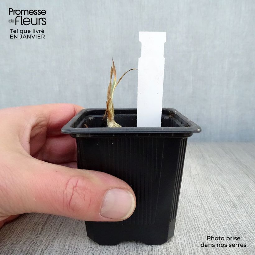 Iris pallida Variegata Maceta de 8/9 cm Ejemplar entregado en invierno