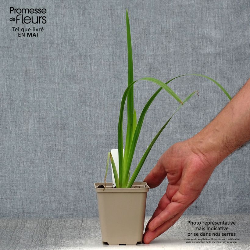 Iris pseudacorus Creme de la Creme - Lirio amarillo Maceta de 8/9 cm Ejemplar entregado en la primavera