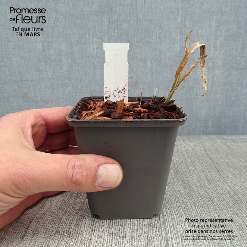 Iris pseudacorus Creme de la Creme - Lirio amarillo Maceta de 8/9 cm Ejemplar entregado en invierno