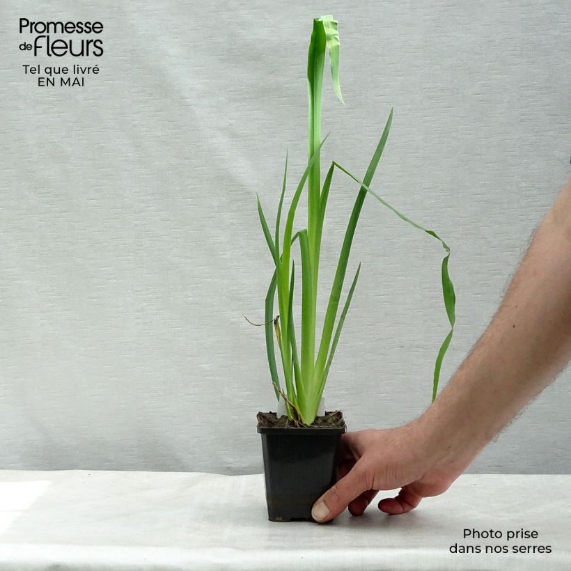 Lirio amarillo - Iris pseudacorus Maceta de 8/9 cm Ejemplar entregado en la primavera