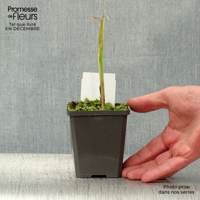 Lirio amarillo - Iris pseudacorus Maceta de 8/9 cm Ejemplar entregado en invierno