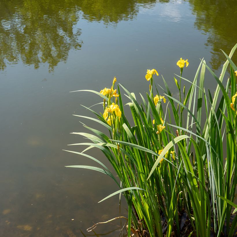 Lirio amarillo - Iris pseudacorus (Porte)