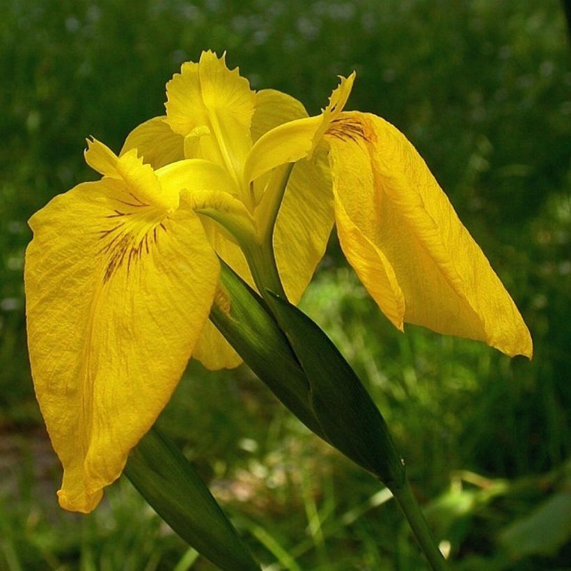 Iris pseudacorus Variegata - Lirio amarillo (Floración)