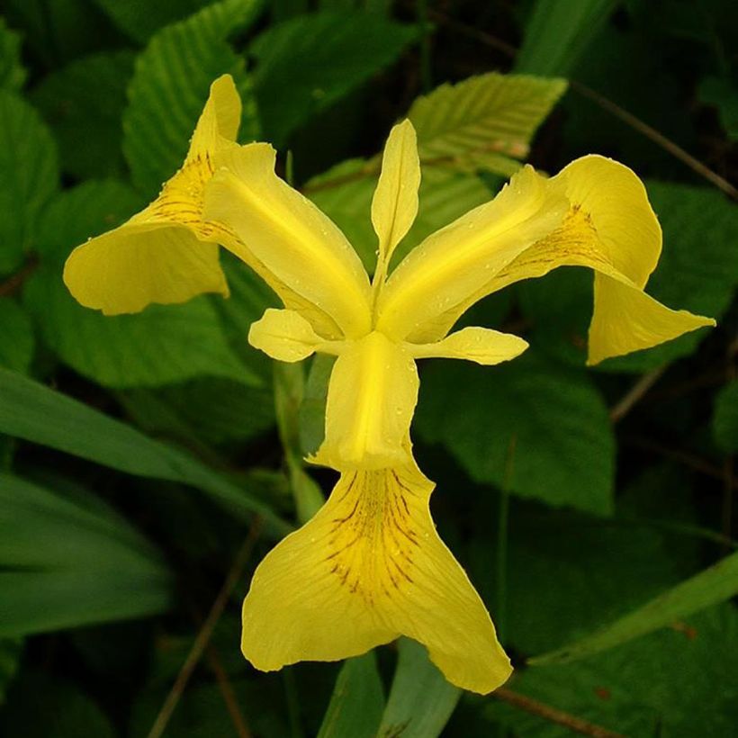 Lirio amarillo - Iris pseudacorus (Floración)