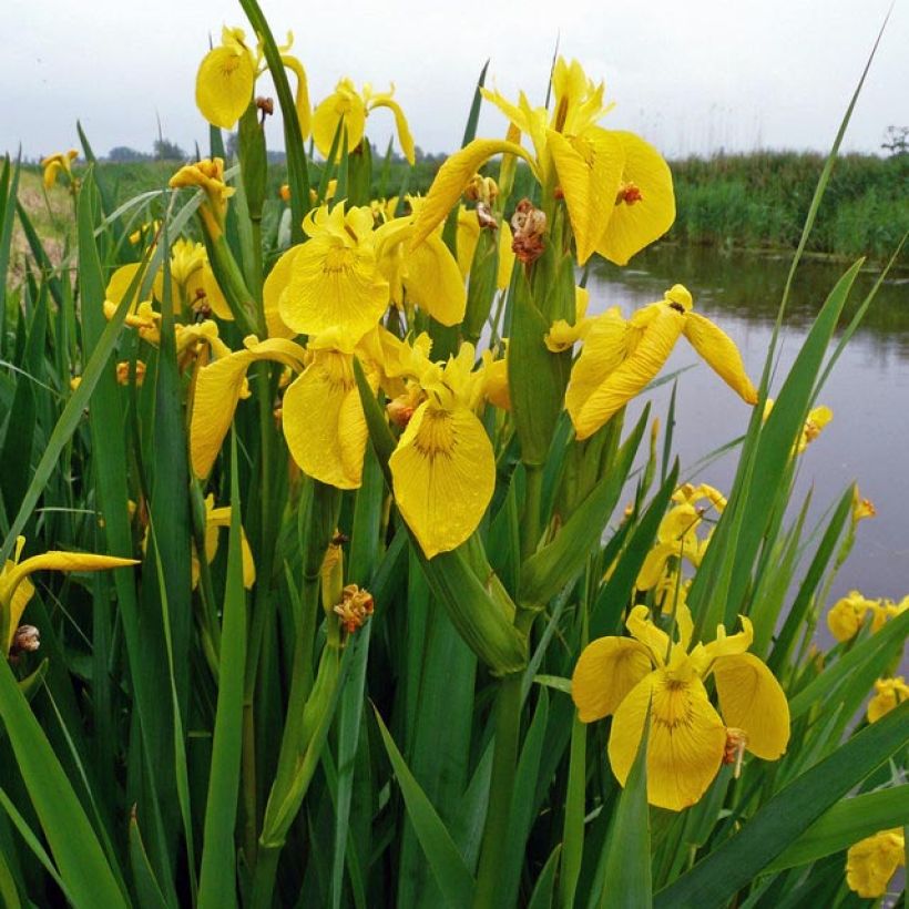 Lirio amarillo - Iris pseudacorus (Follaje)