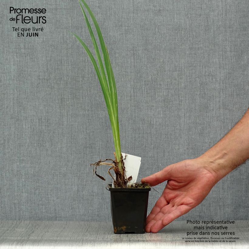Ejemplar de Iris pseudacorus var. bastardii - Lirio amarillo Maceta de 8/9 cm entregado en verano
