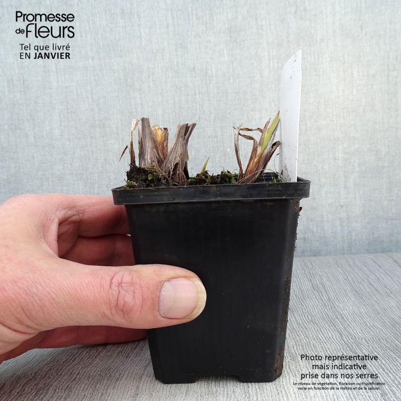 Iris pseudacorus var. bastardii - Lirio amarillo Maceta de 8/9 cm Ejemplar entregado en invierno